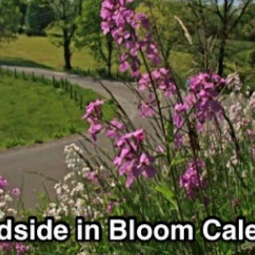 FREE 2022 Roadsides in Bloom Calendar 