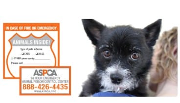 Free ASPCA Pet Safety Magnet & Window Decal